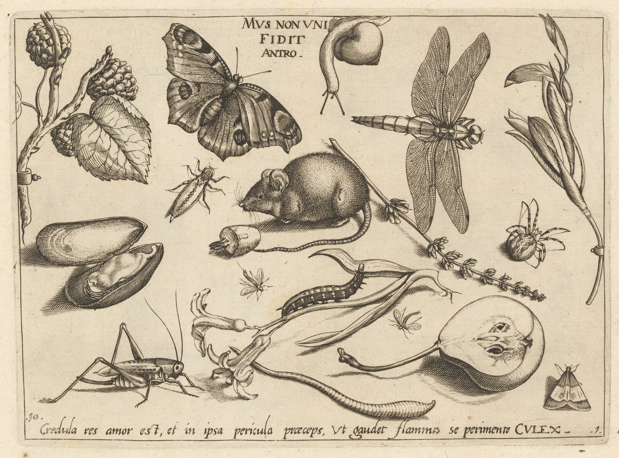 Archetypa studiaque patris Georgii Hoefnagelii [Part 1, Plate 10], detail