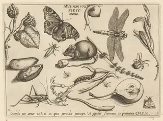 Archetypa studiaque patris Georgii Hoefnagelii [Part 1, Plate 10], by Jacob Hoefnagel, ink, 1592