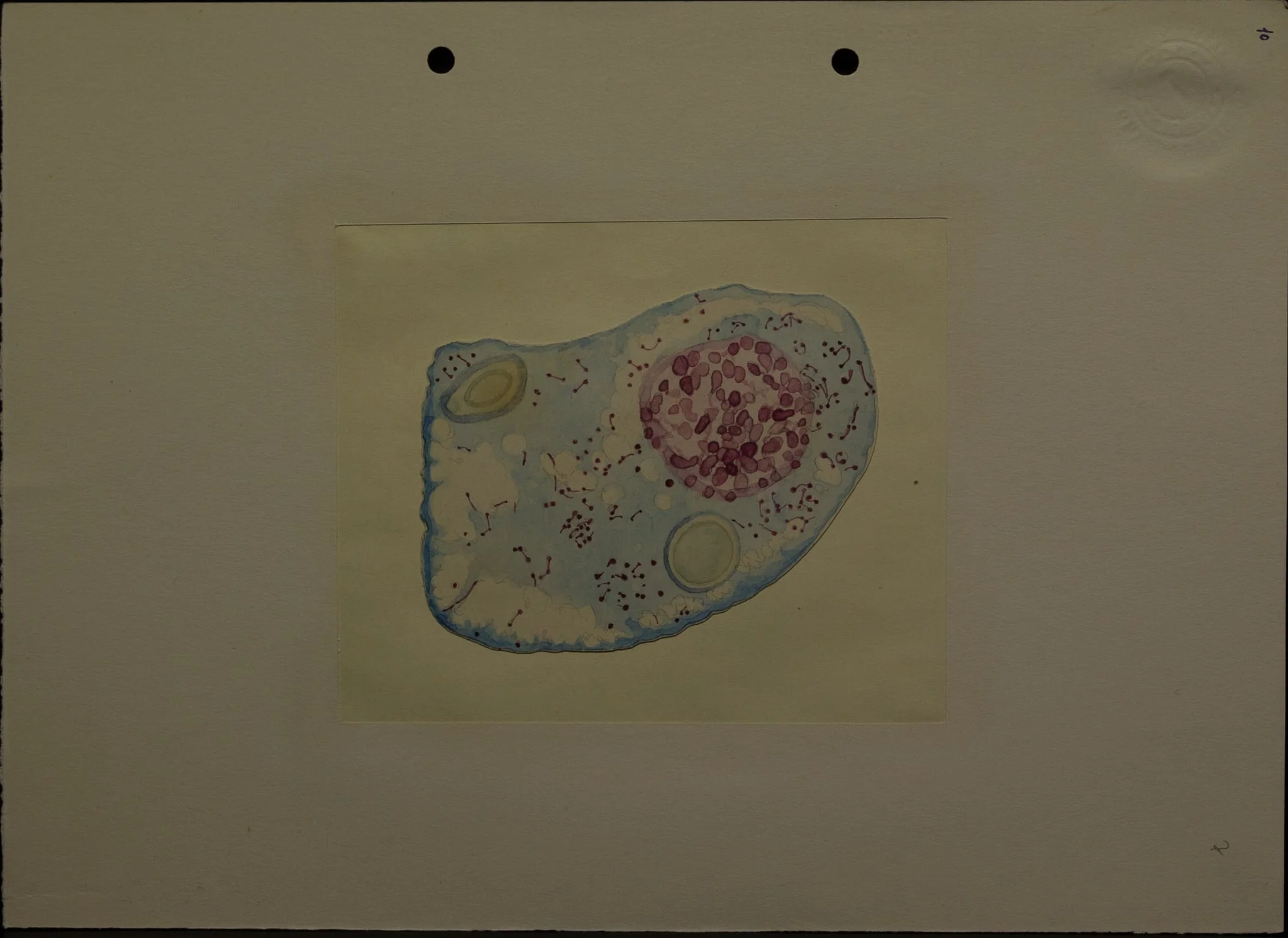 Desenul redă o secțiune o secțiune printr-o celulă (?), mărită. Este realizat de Dimitrie Voinov, în acuarelă, probabil când erea elev, student sau tânăr cercetător. Dimitrie Voinov (1867 - 1951) a fost un biolog, zoolog, histolog, citolog, fondatorul școlii românești de citologie. Din 1927, a devenit membru titular al Academiei Române., detail