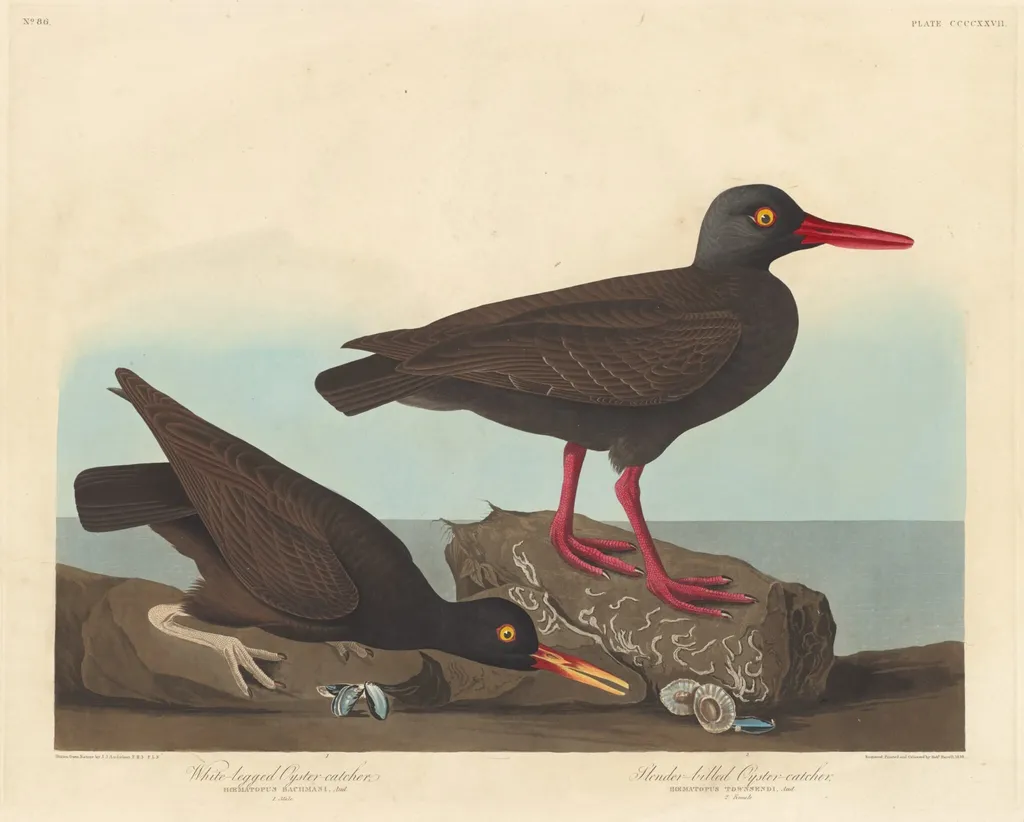 White-Legged Oyster-Catcher and Slender-Billed Oyster-Catcher, by Havell, Jr., Robert, ink, 1838