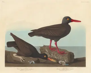 White-Legged Oyster-Catcher and Slender-Billed Oyster-Catcher, by Havell, Jr., Robert, ink, 1838
