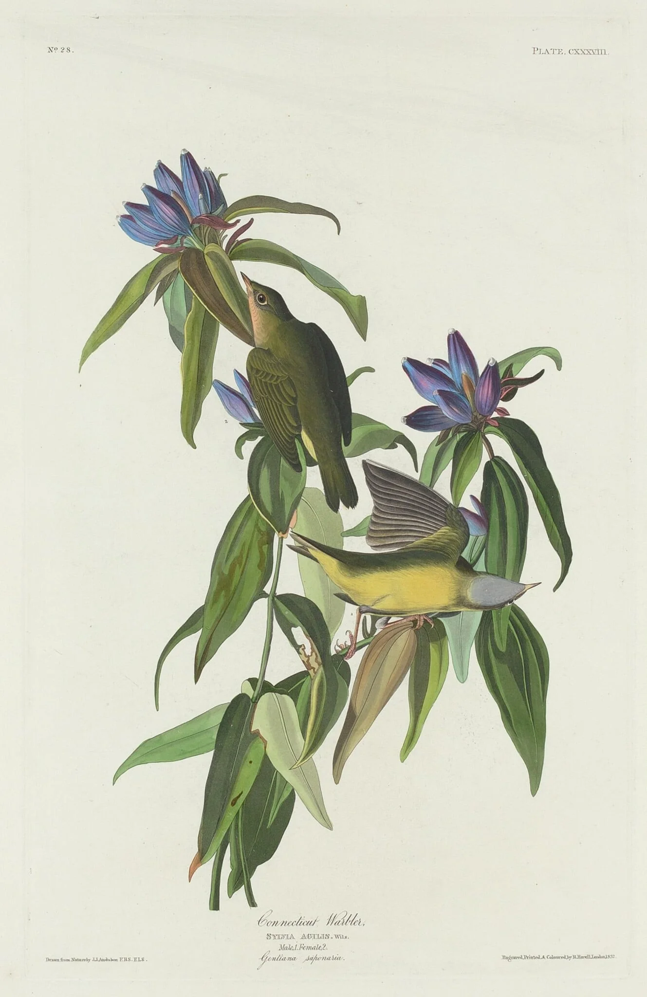 Connecticut Warbler, detail