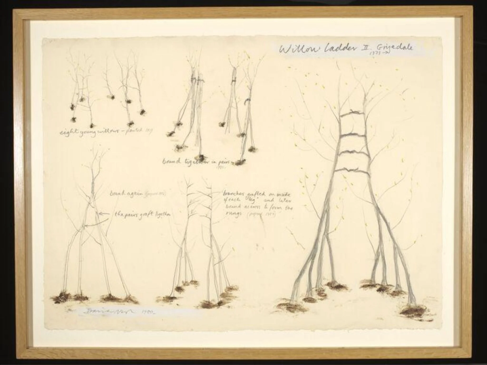 Willow Ladder II. Grizedale 1979, detail
