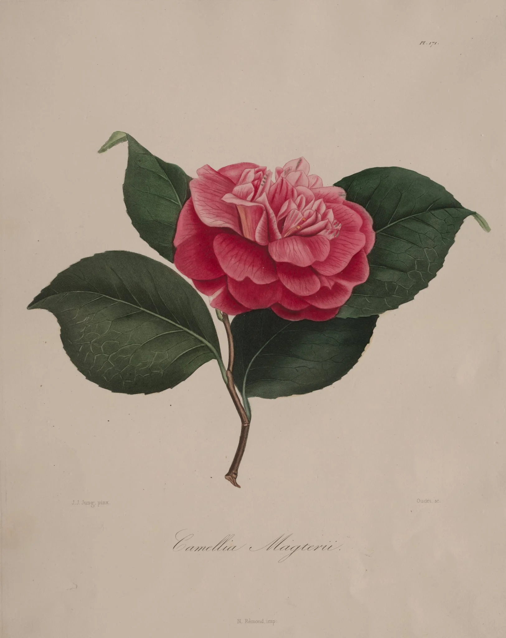 Iconographie du genre camellia: No. 171, detail