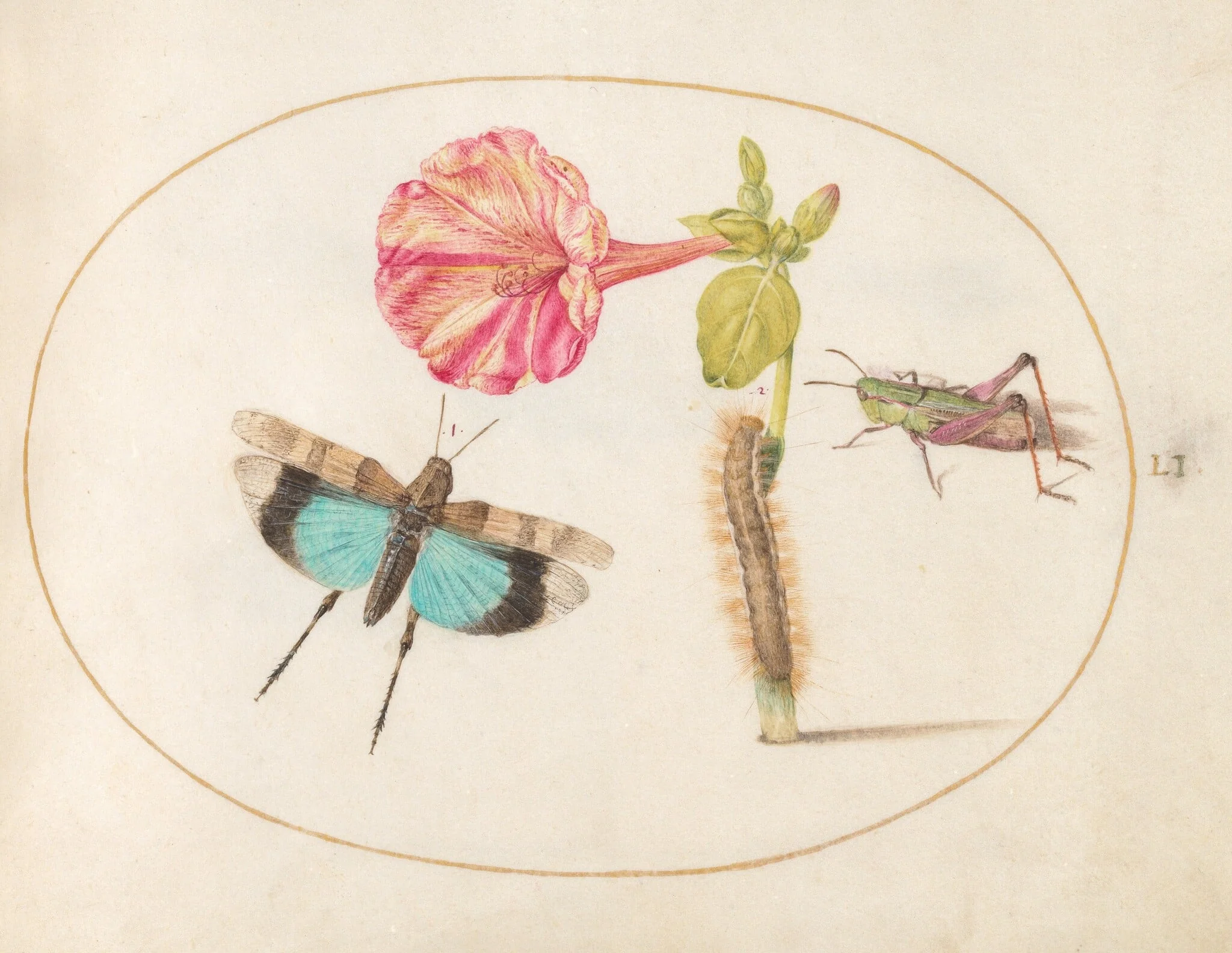 Plate 51: Grasshoppers and a Caterpillar with a Four O'Clock Flower, detail