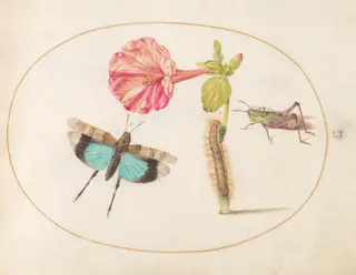 Plate 51: Grasshoppers and a Caterpillar with a Four O'Clock Flower, by Joris Hoefnagel, gouache, 1594