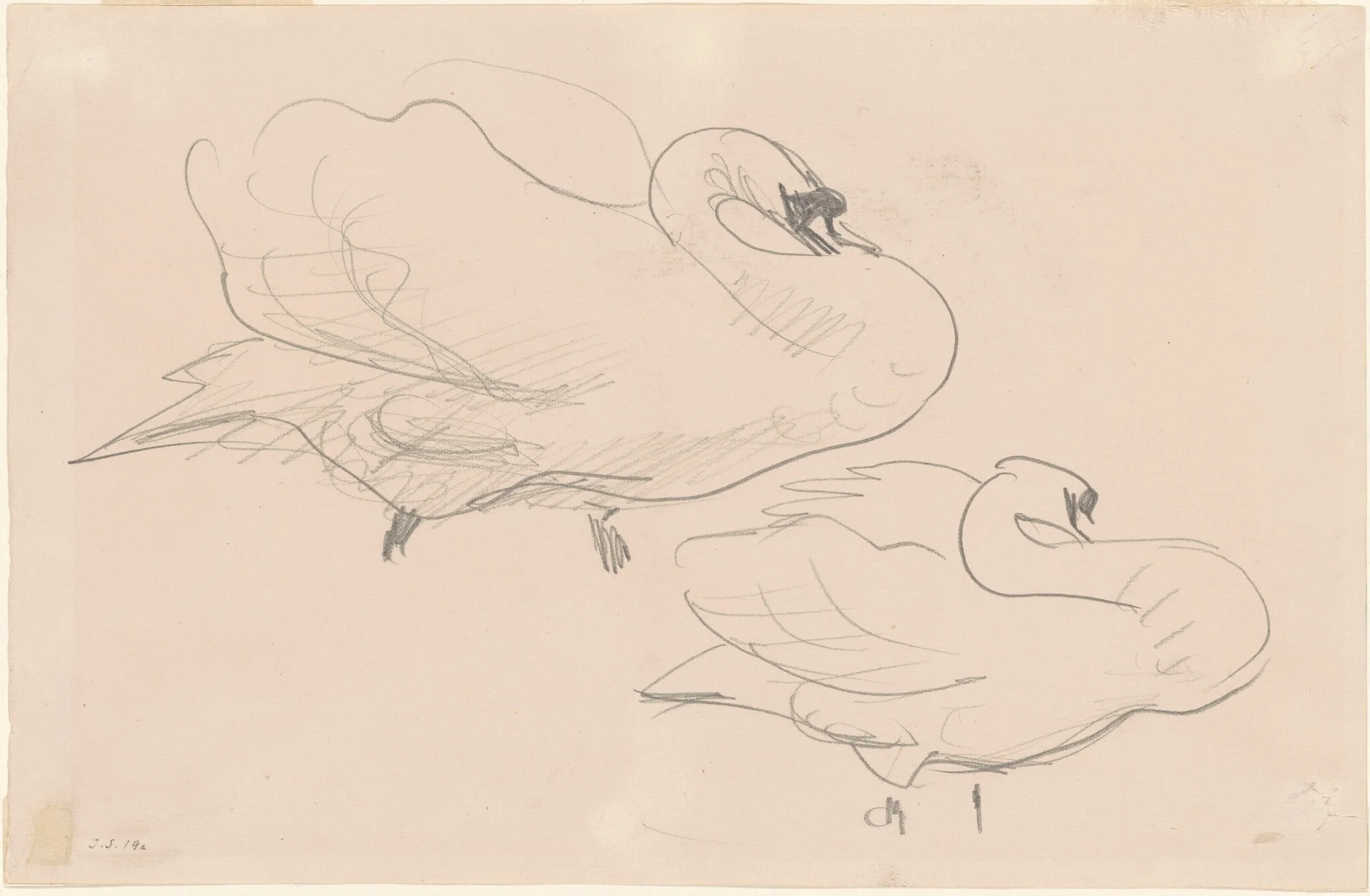Studies of a Swan, detail