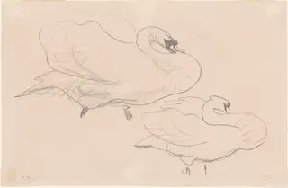 Studies of a Swan, by John Singer Sargent, graphite, 1890