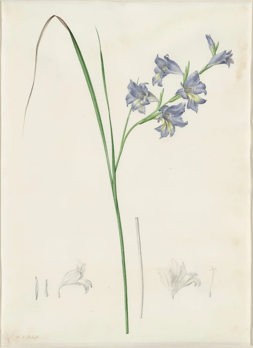 Gladiolus ringens, by Pierre Joseph Redouté, watercolor, 1809