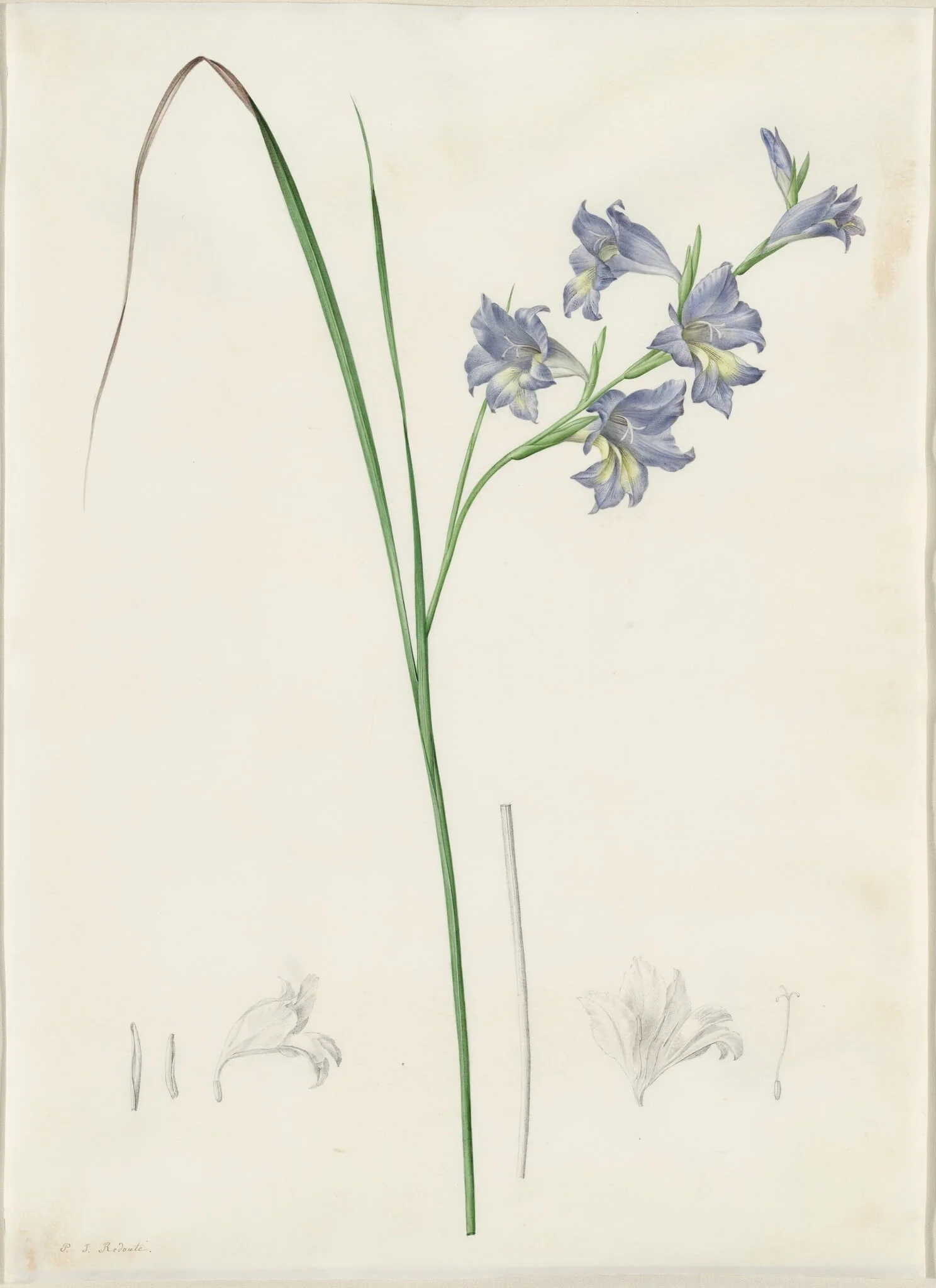 Gladiolus ringens, detail