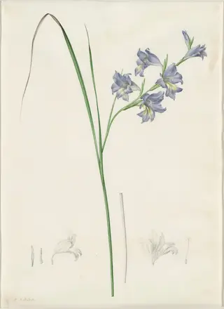 Gladiolus ringens, by Pierre Joseph Redouté, watercolor, 1809