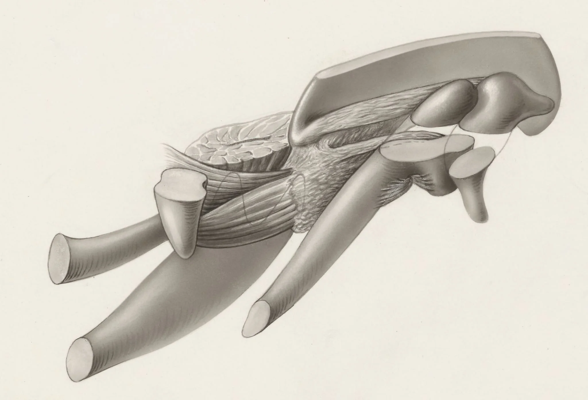 Musculoskeletal system of an embryo, detail