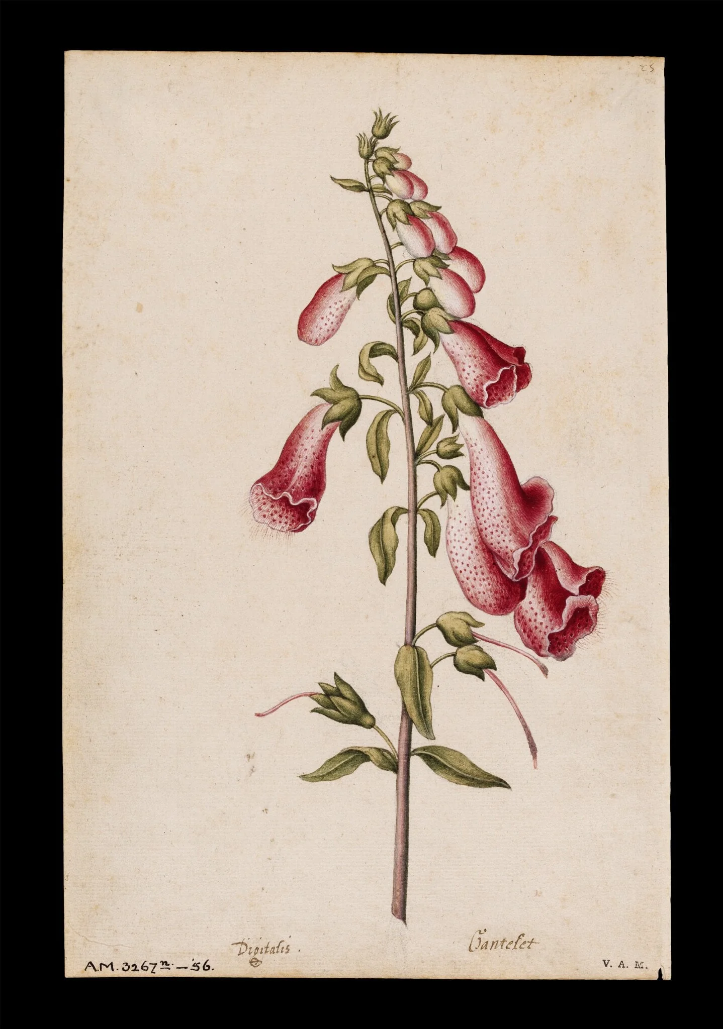 Foxglove, detail