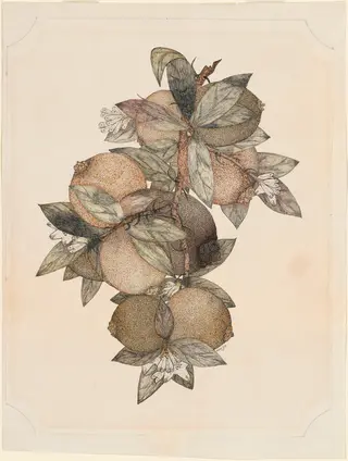 Pomegranate Fruit, by Rufus King, ink, 1867