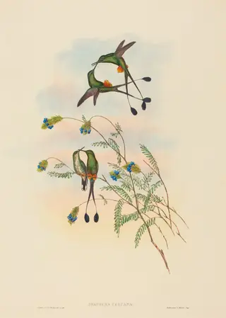 Spathura peruana (Peruvian Racket-Tail), by John Gould, ink, 1842