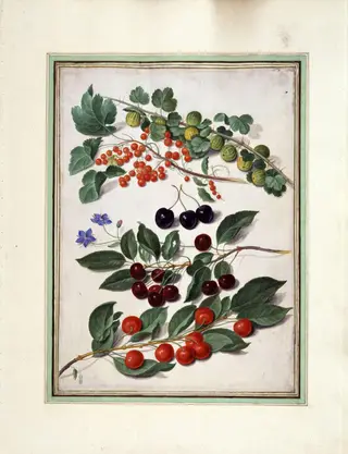 Cherries, redcurrants and gooseberries, by Johann Jakob Walther, watercolor, 1660