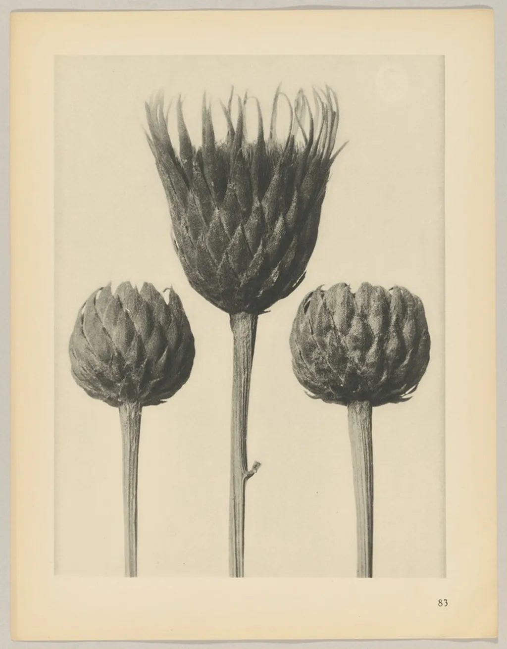 Serratula nudicaulis, by Karl Blossfeldt, 1928