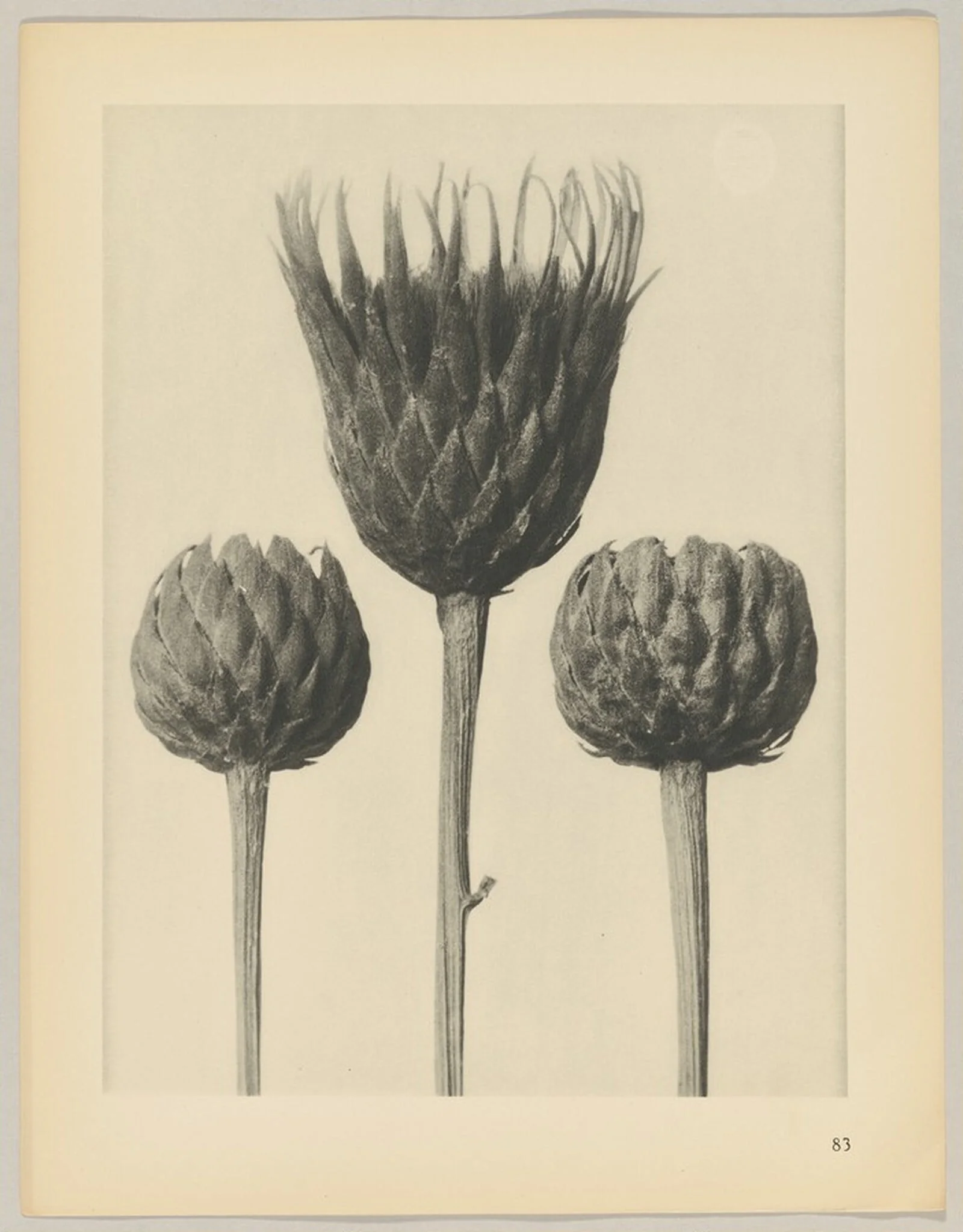 Serratula nudicaulis, detail