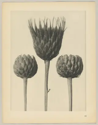 Serratula nudicaulis, by Karl Blossfeldt, 1928
