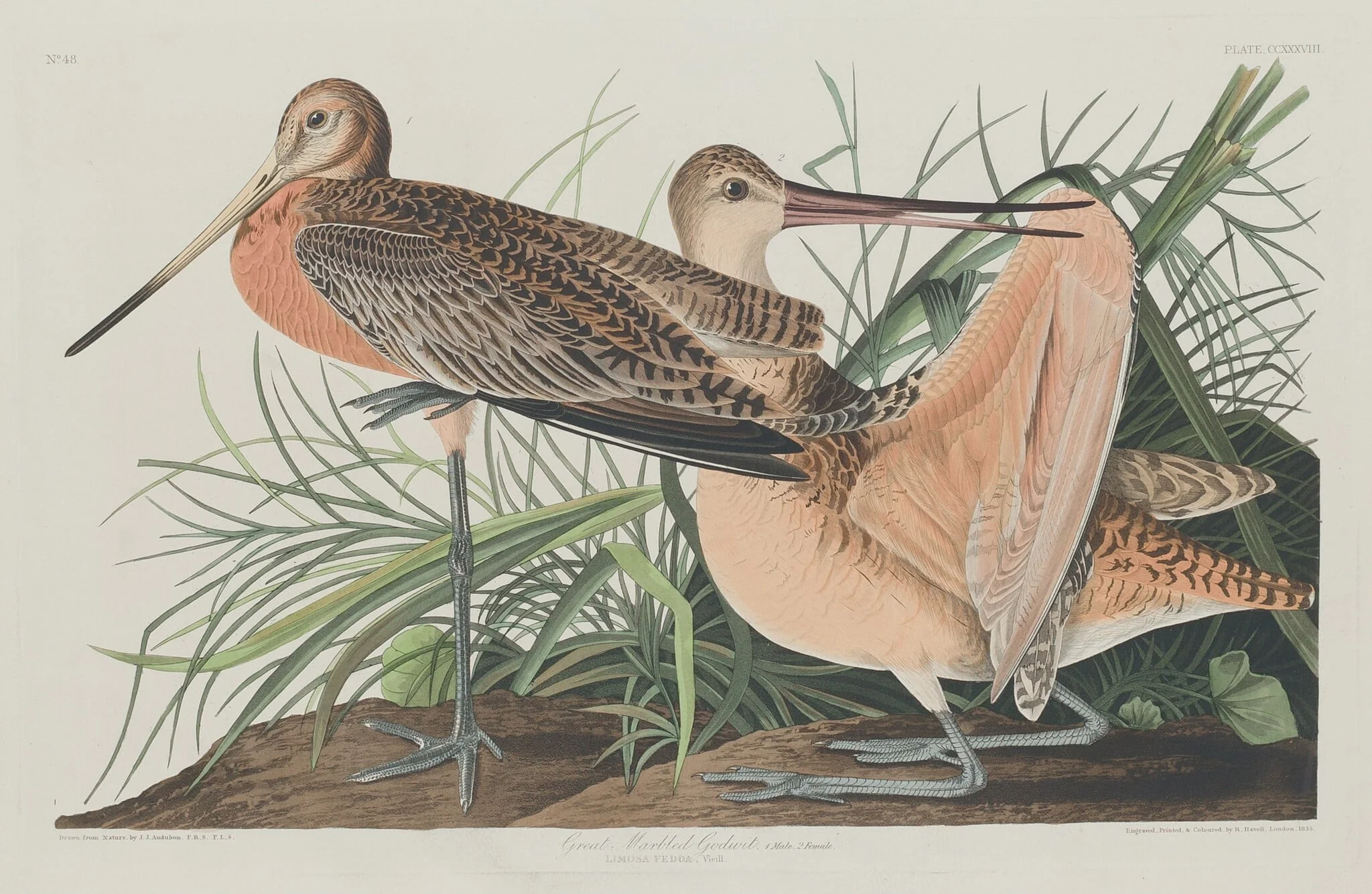 Great Marbled Godwit, detail