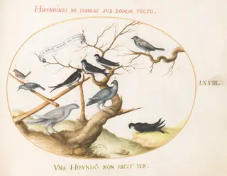 Plate 68: A Ptarmigan, Swallows, and Other Birds, by Joris Hoefnagel, gouache, 1594