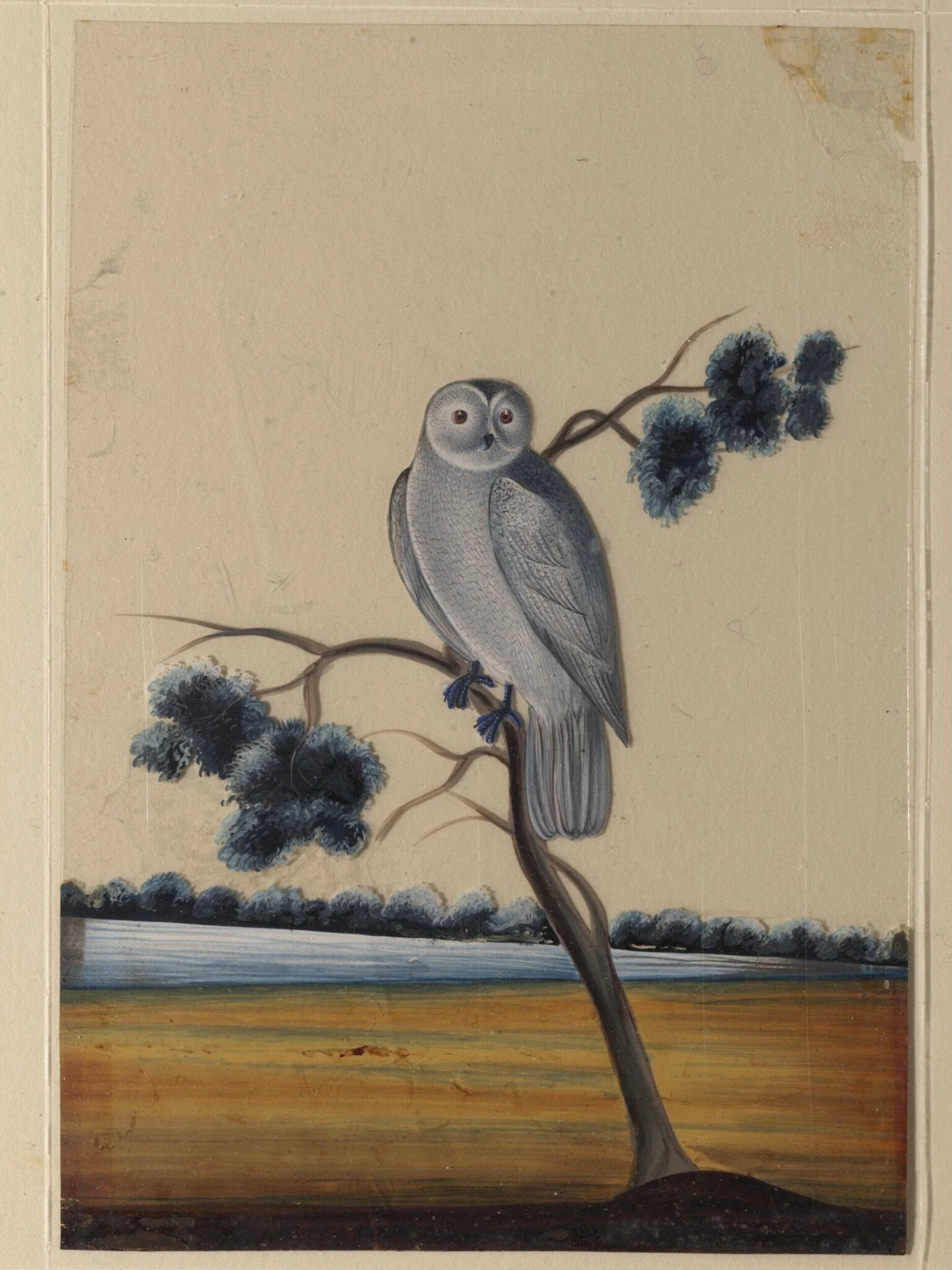 An owl, detail