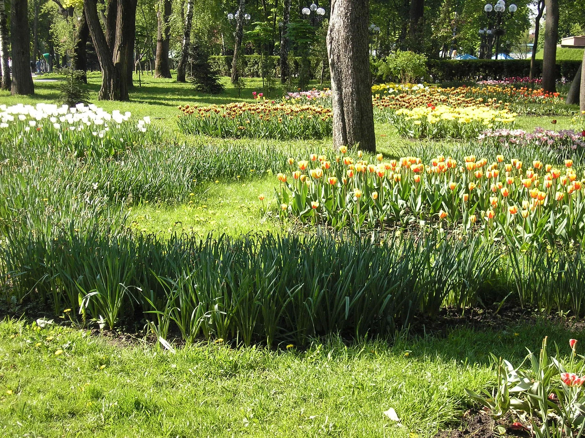 Flowers (Tulips and Daisies), detail