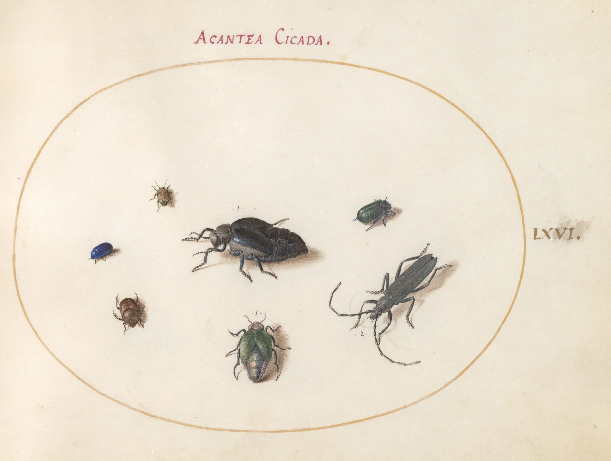 Plate 66: Two Oil Beetles, a Longhorn Beetle, and Four Other Insects, detail