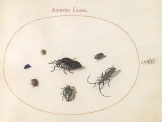 Plate 66: Two Oil Beetles, a Longhorn Beetle, and Four Other Insects, by Joris Hoefnagel, gouache, 1594
