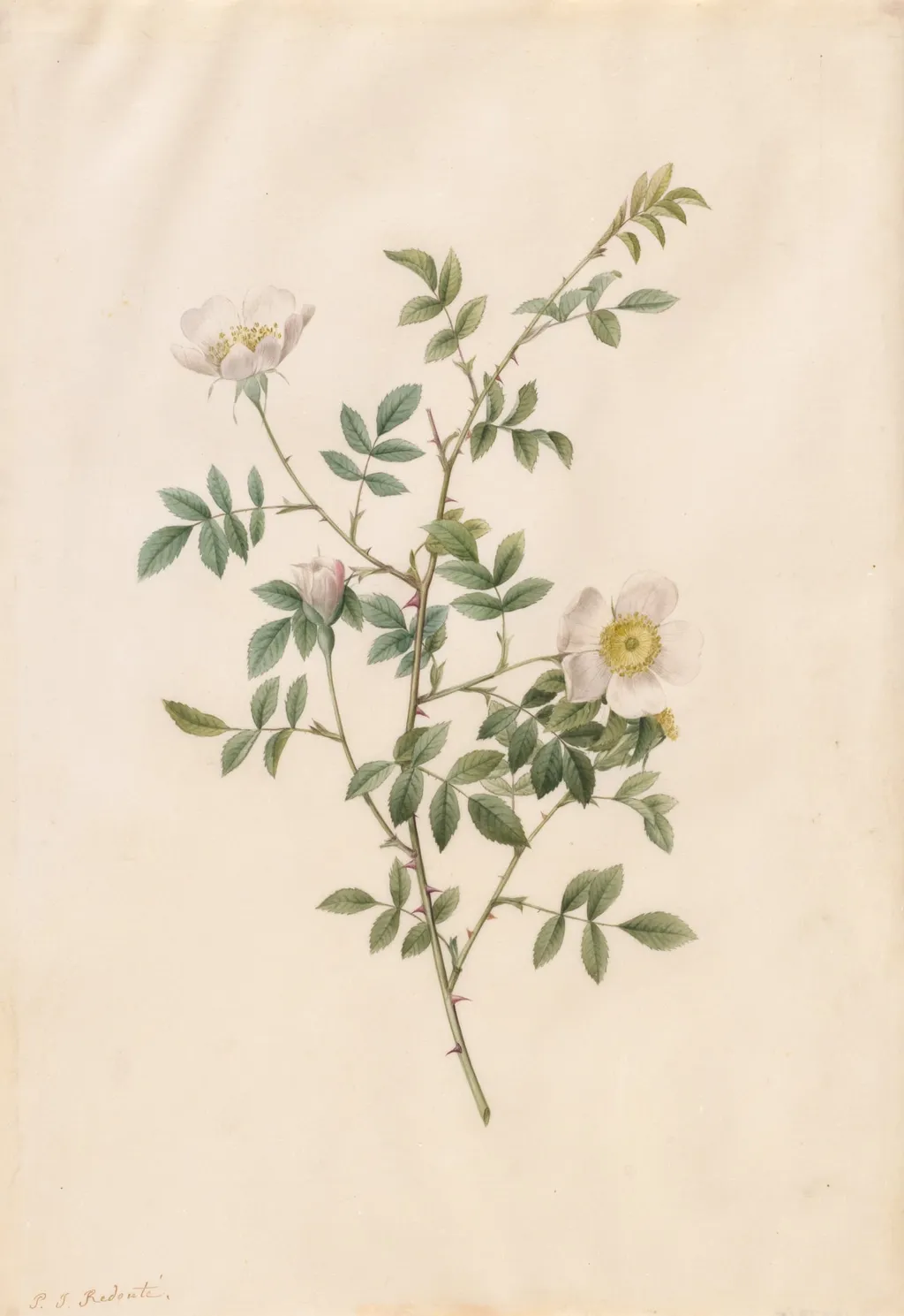 Brier Bush Rose or Dog Rose (Rosa Sepium Rosea), by Pierre Joseph Redouté, 1820