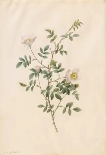 Brier Bush Rose or Dog Rose (Rosa Sepium Rosea), by Pierre Joseph Redouté, 1820