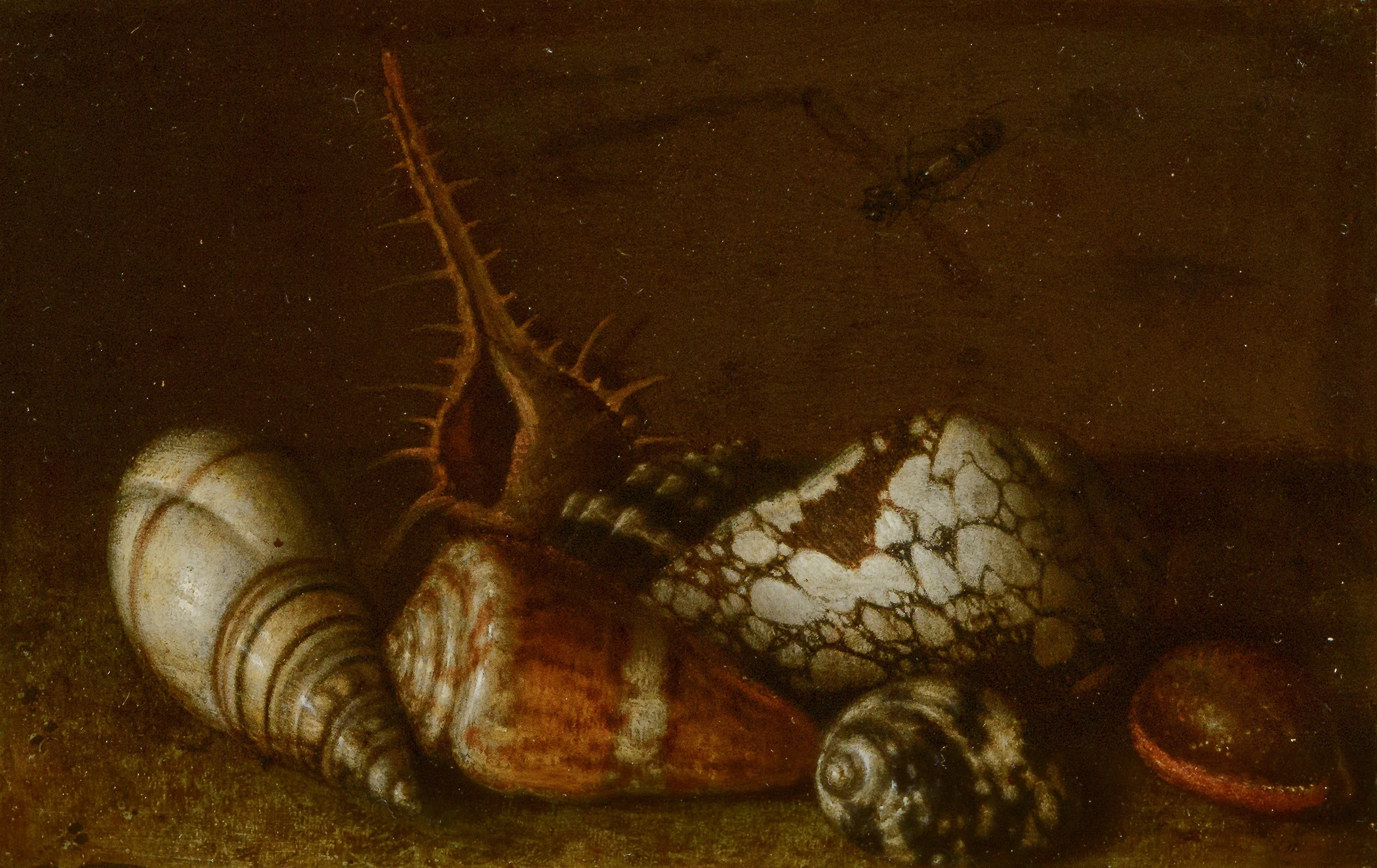 Shells on a Table, detail