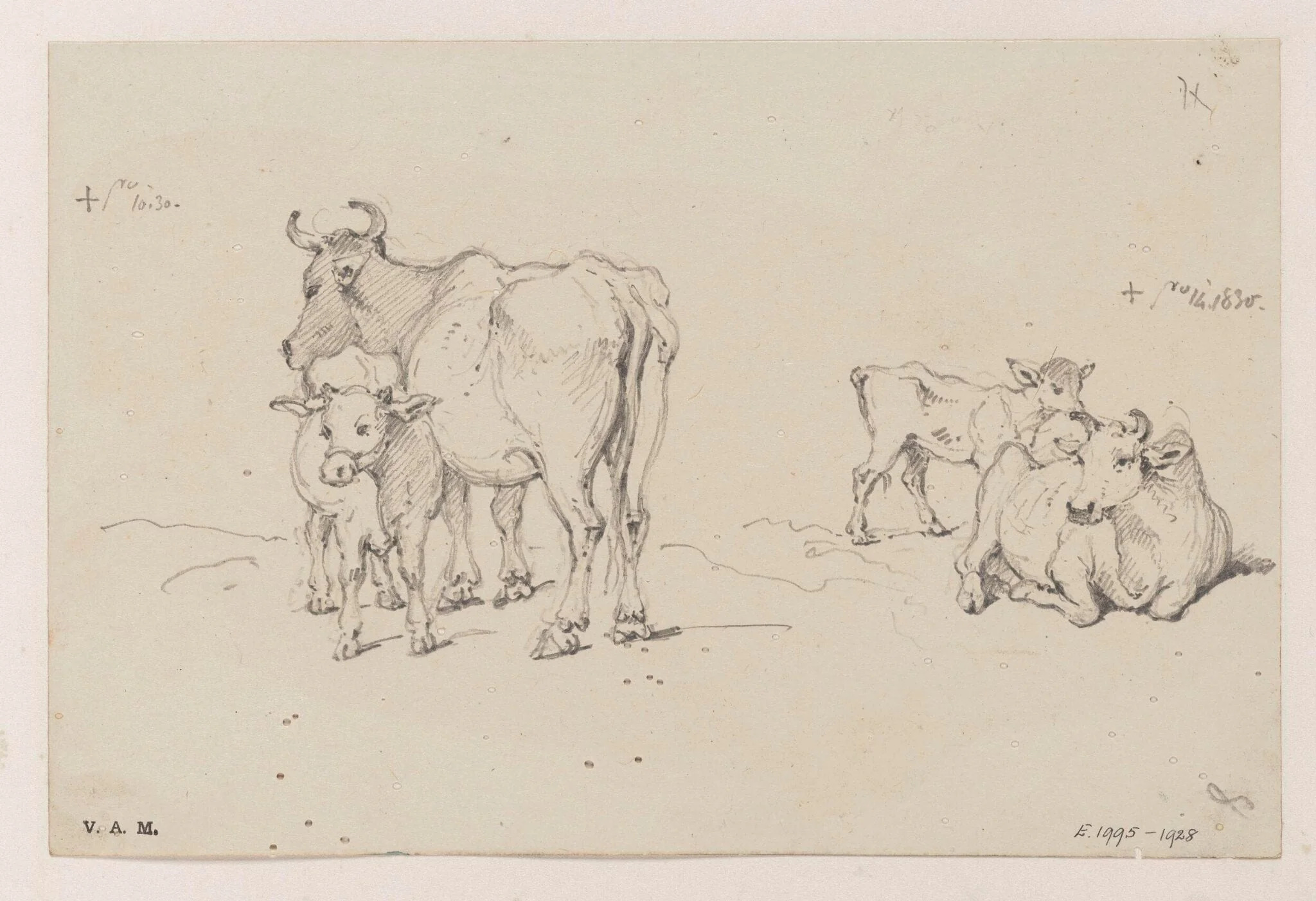 Two drawings of a cow and calf, detail