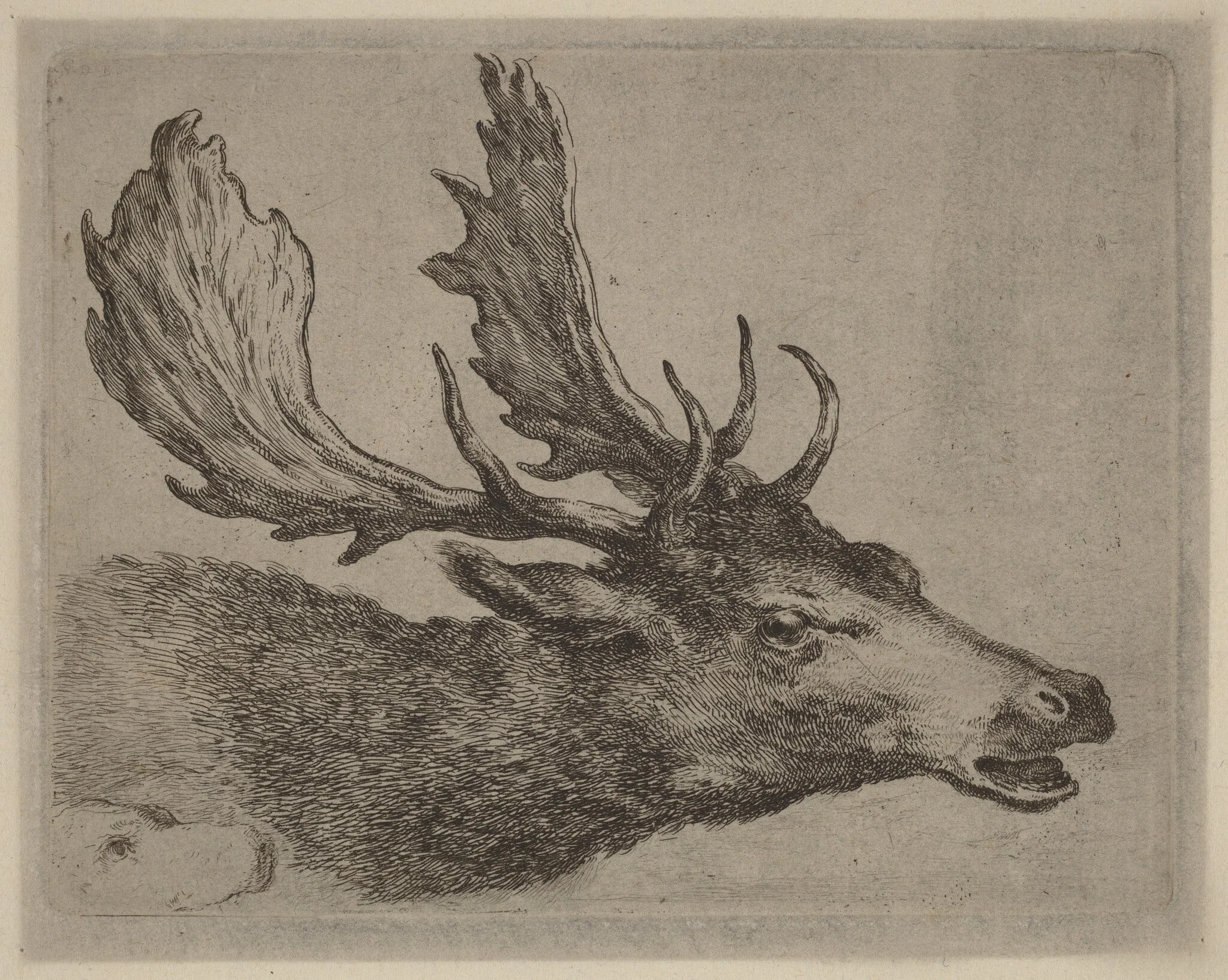 Head of a Stag Turned Right, detail