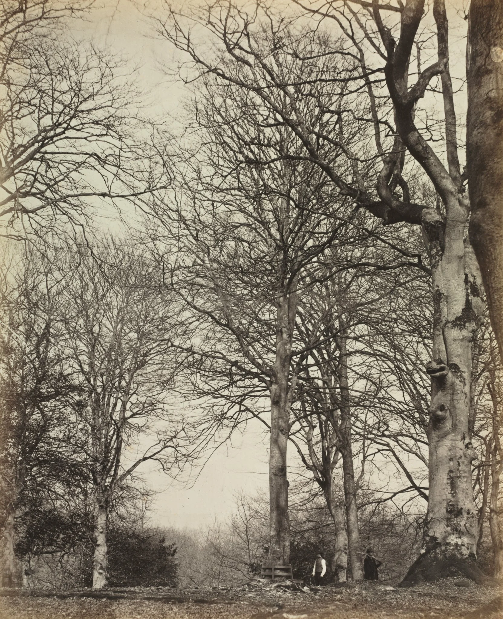 Queen Adelaide's Beech, detail
