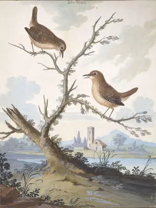 Wrens, by George Edwards, watercolor, 1740