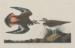Kildeer Plover, by Havell, Jr., Robert, ink, 1834