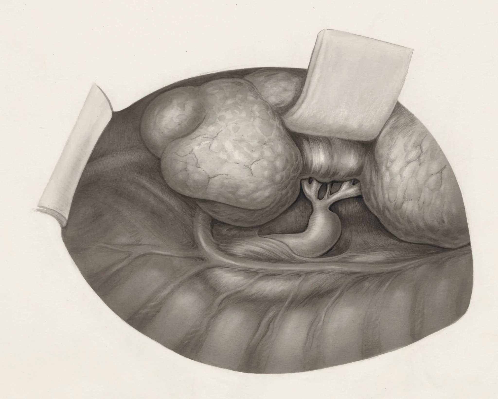 Human organs, detail