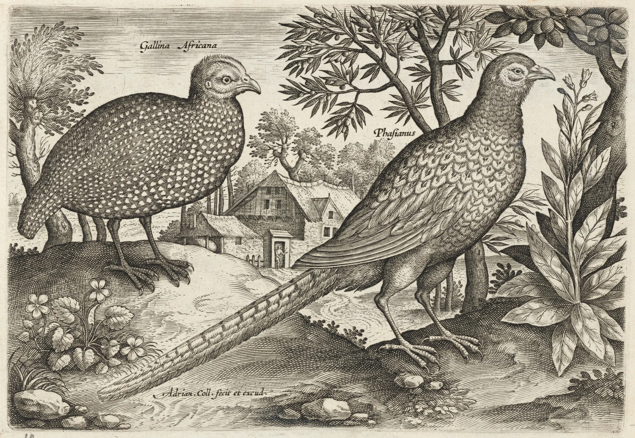 Guinea Fowl and Pheasant, detail