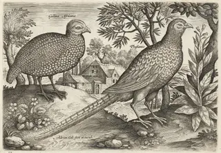 Guinea Fowl and Pheasant, by Adriaen Collaert, ink, 1600
