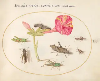 Plate 50: Grasshoppers, a Caterpillar, and a Scale Insect with a Four O'Clock Flower, by Joris Hoefnagel, gouache, 1594