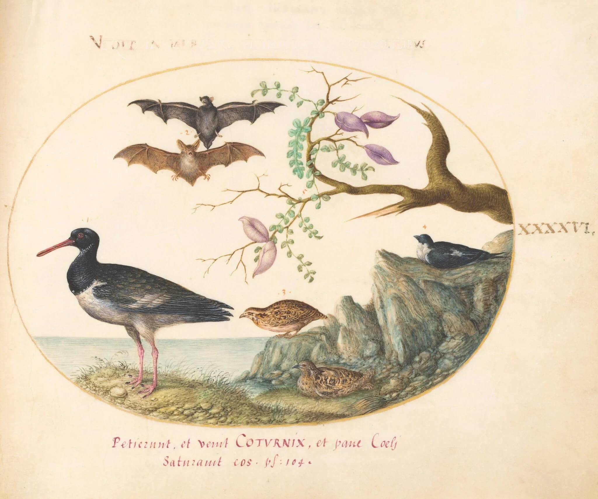Plate 46: Bats, Quail, and Oystercatcher(?) by the Water, detail