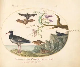 Plate 46: Bats, Quail, and Oystercatcher(?) by the Water, by Joris Hoefnagel, gouache, 1594