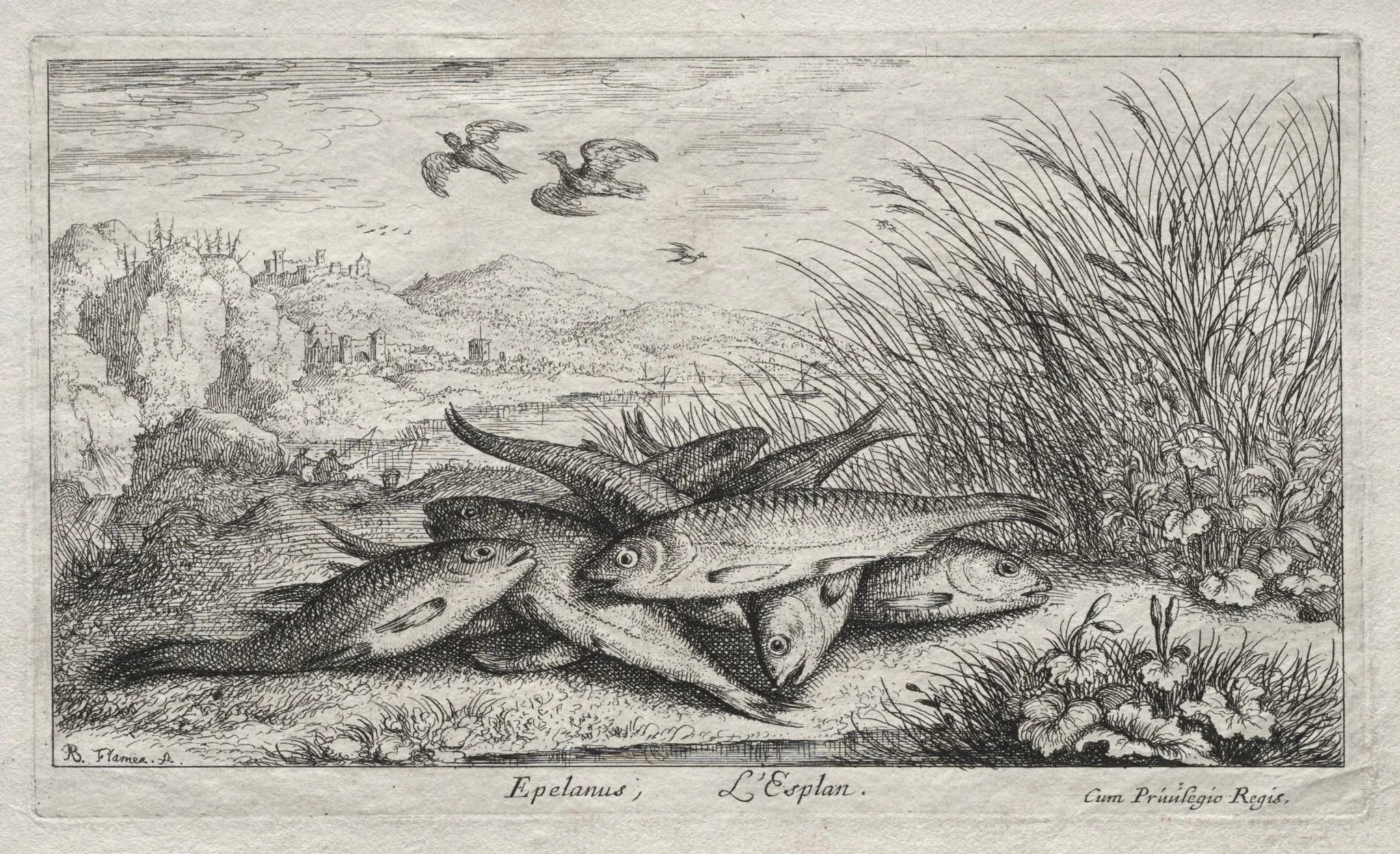 Seconde Partie de Poissons d'eau douce (Several Fresh Water Fish Species. Part II): Epelanus, L' Esplan (The Smelt), detail