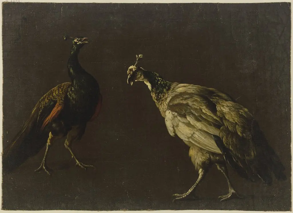 Peacock and peahen, by Jan Weenix, unspecified, 1700