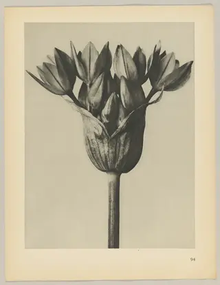 Allium Ostronoskianum, by Karl Blossfeldt, 1928