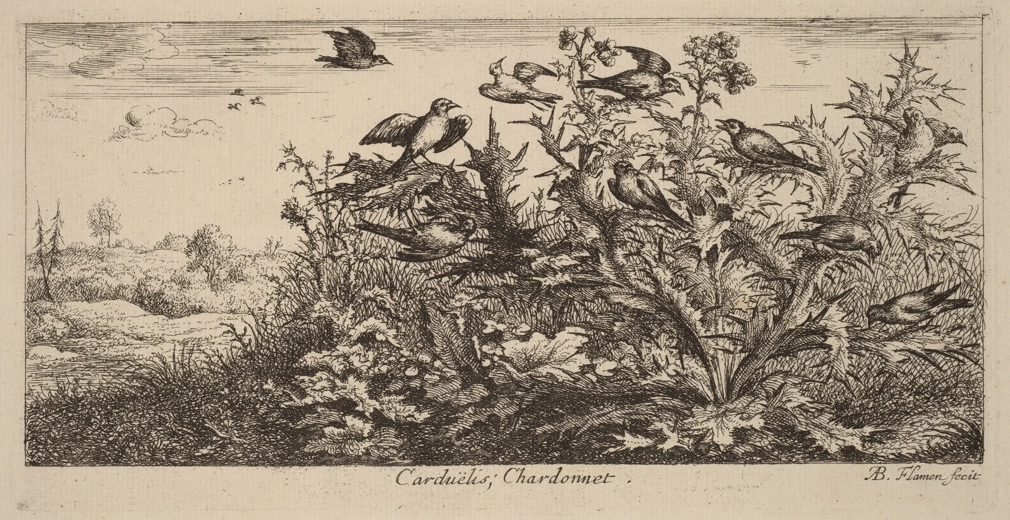 Carduelis, The Goldfinch, detail