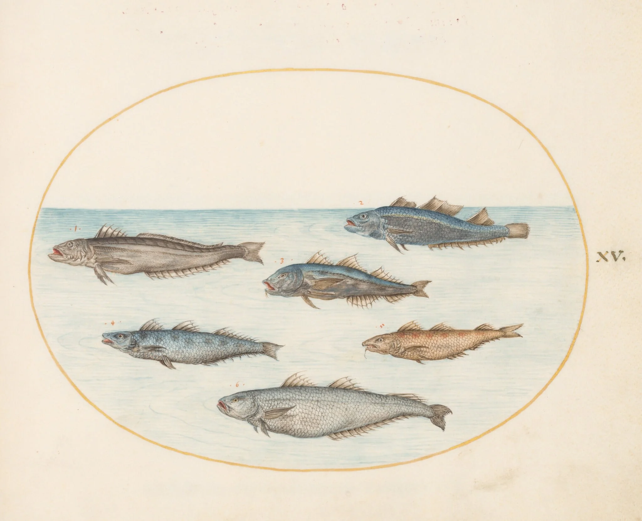 Plate 15: Six "Asellorum" Fish (Cod?), detail