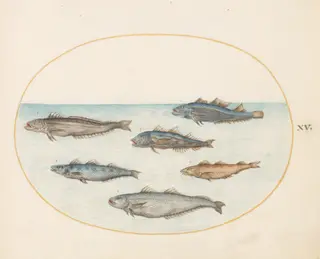 Plate 15: Six "Asellorum" Fish (Cod?), by Joris Hoefnagel, gouache, 1594