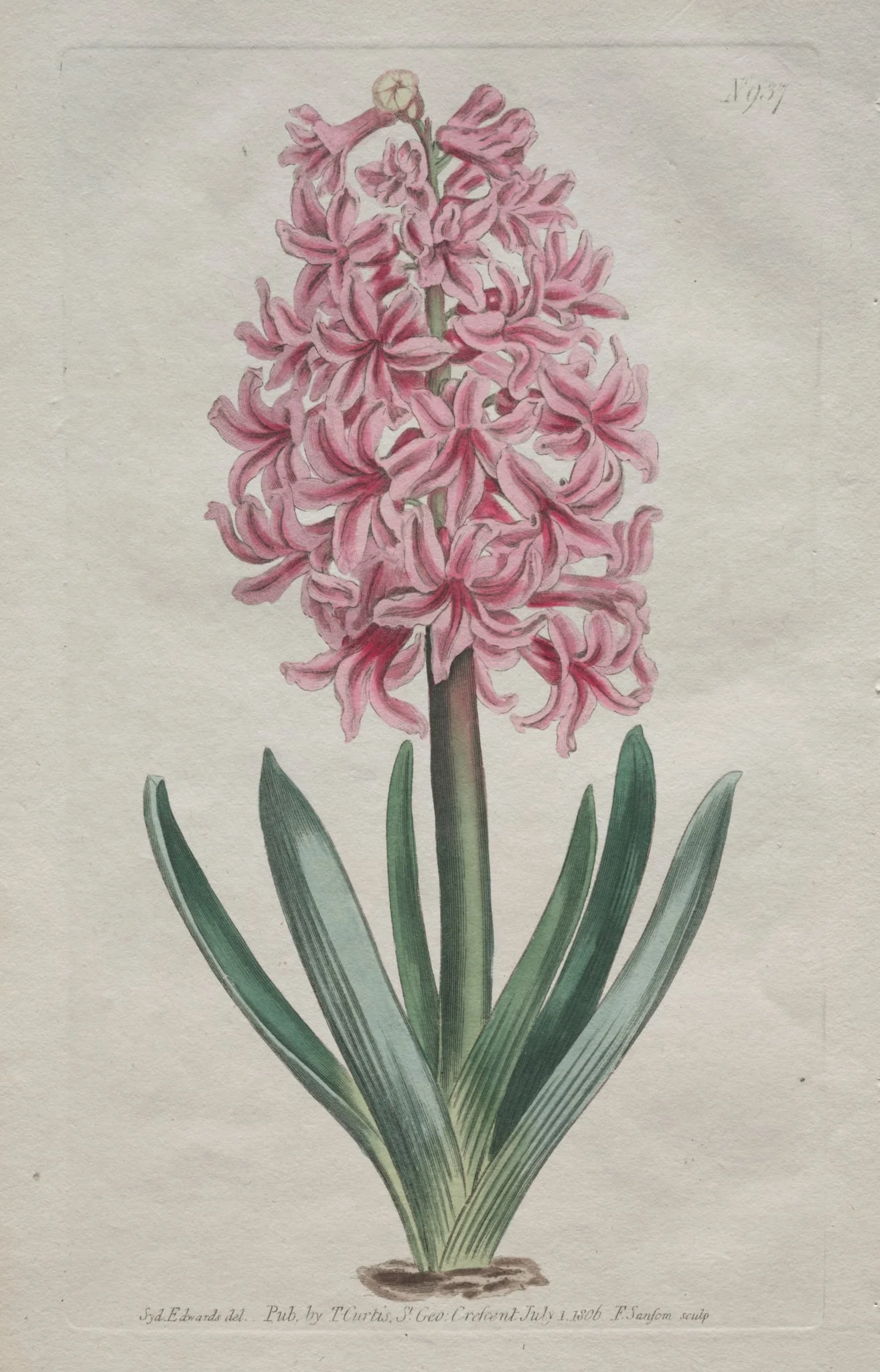 The Botanical Magazine or Flower Garden Displayed: Garden Hyacinth, detail